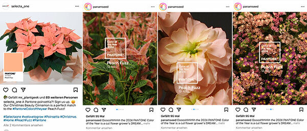 Beispiele von Posts in Instagram unmittelbar nach der Veröffentlichung der Farbe des Jahres  