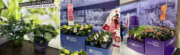 Hydrangea brands, from left to right: Runaway Bride®, Endless Summer®, First Editions®